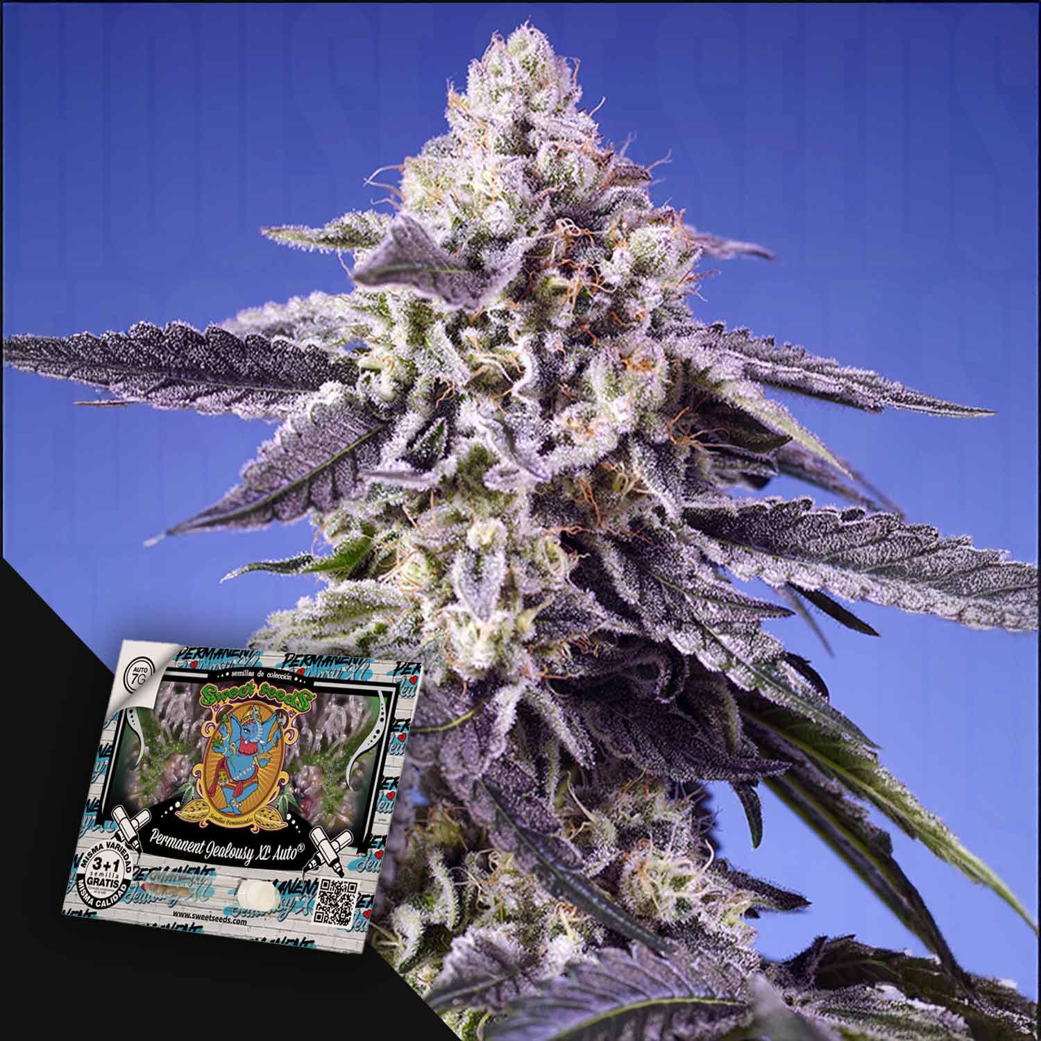 Nahaufnahme der Sweet Seeds' Permanent Jealousy XL Auto-Pflanze mit Saatgutpaket unten links auf blauem Hintergrund.