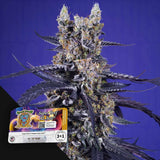 Super Boof XL Auto