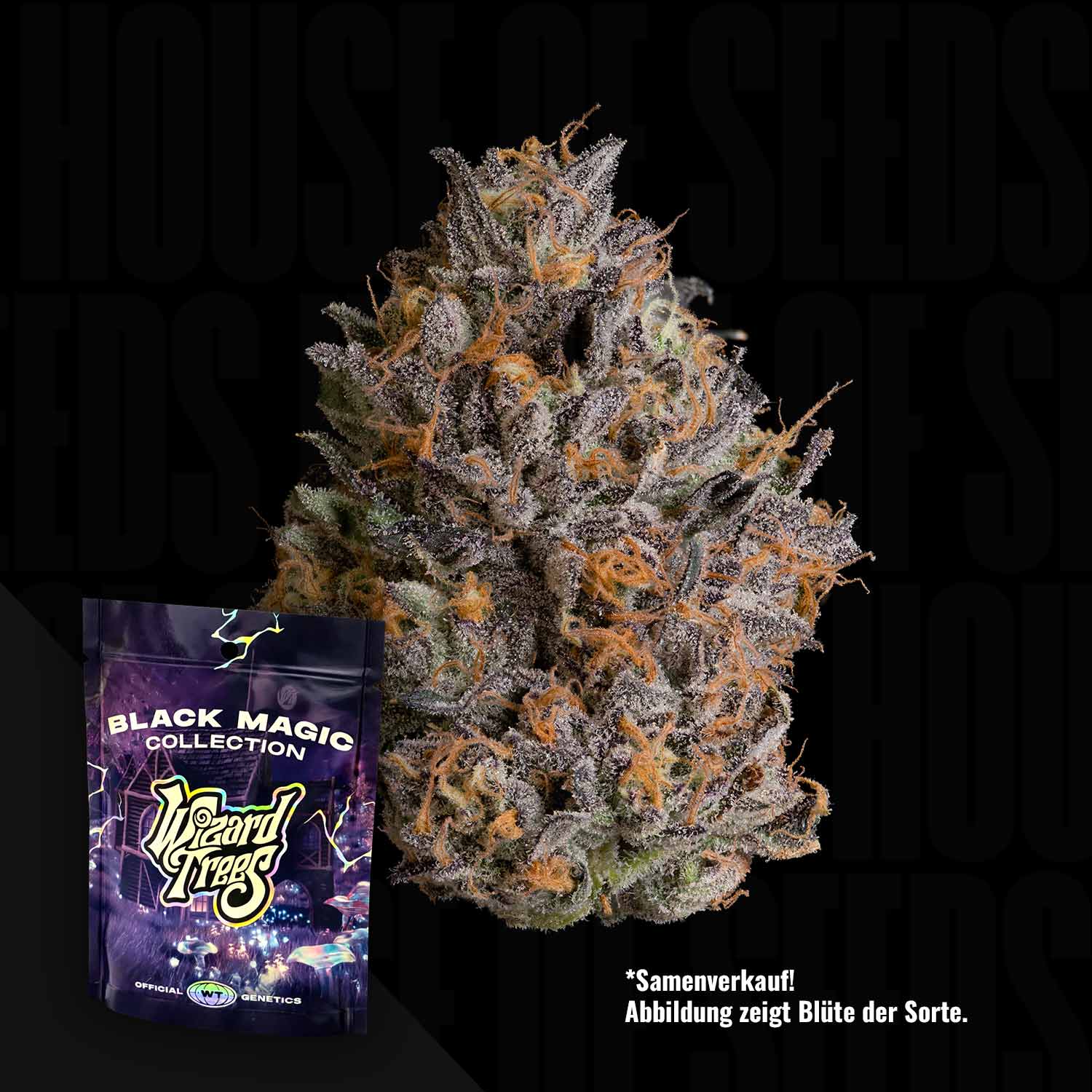 Eine Nahaufnahme einer Cannabisknospe mit einem Wizard Trees Black Bow-Samenpaket davor.