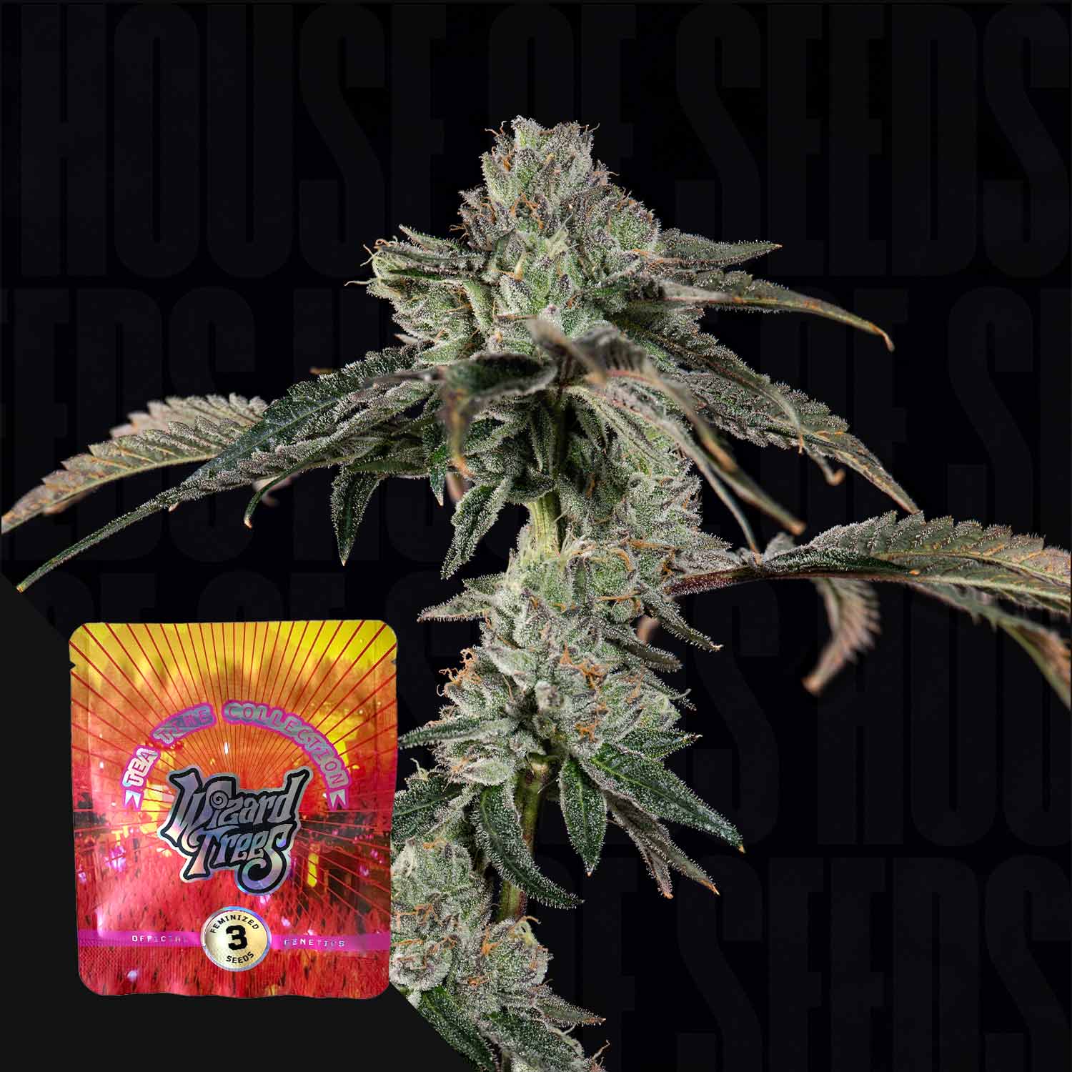 Nahaufnahme einer Cannabispflanze mit frostigen Knospen, vorne buntes Wizard Trees Boiler Room Paket mit rundem Logo