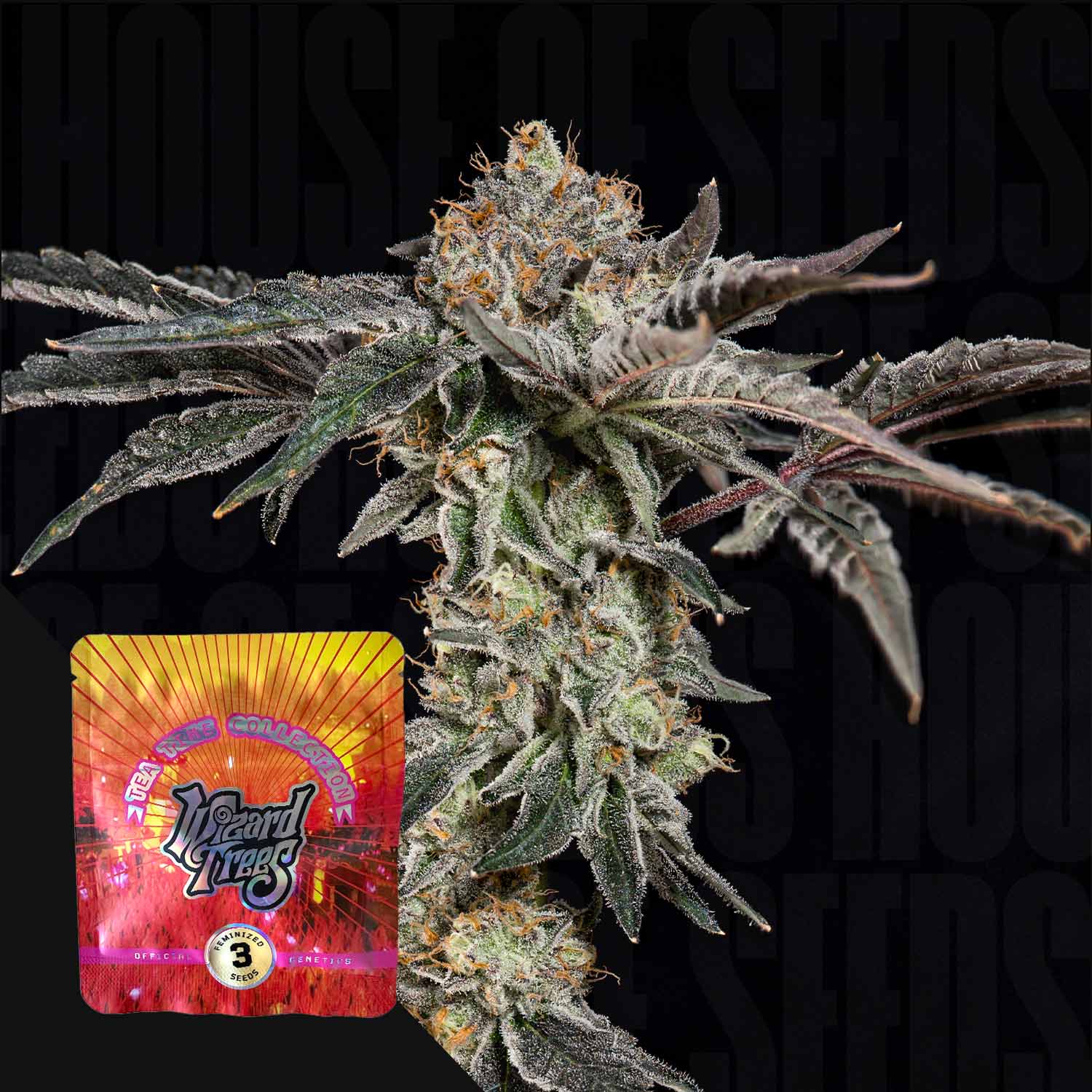 Frostige Fine Print Cannabisknospe von Wizard Trees vor dunklem Hintergrund, buntes Samenpaket mit Sunburst-Design in der unteren linken Ecke