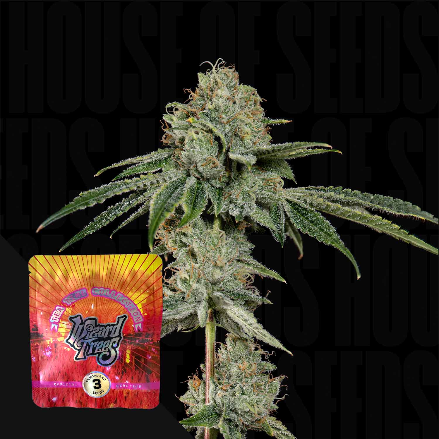 Nahaufnahme einer Cannabispflanze mit frostigen Knospen, daneben buntes Wizard Trees OG Hour Paket vor dunklem Hintergrund