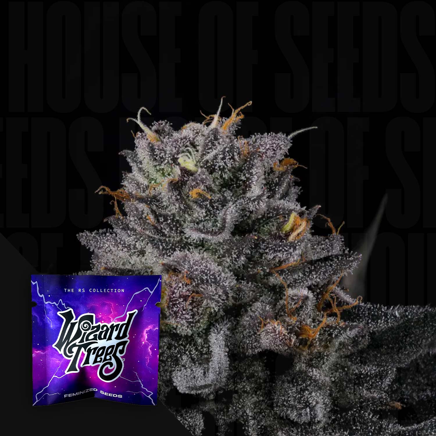 Frostige Route 65 Knospe von Wizard Trees mit Trichomen und orangen Haaren, lila-blaues Samenpaket in der Ecke