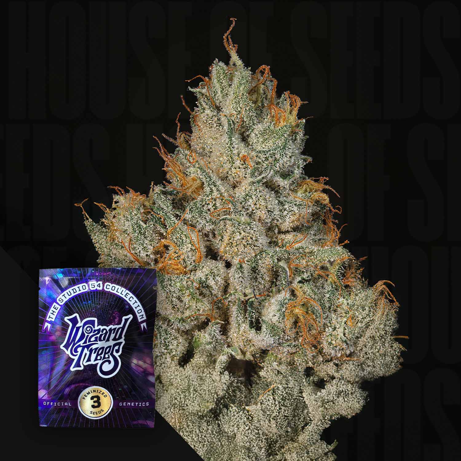 Nahaufnahme einer frostigen Studio sesh Cannabis Knospe mit orangefarbenen Haaren neben einer Wizard Trees Samenpackung.