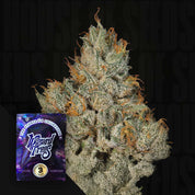 Nahaufnahme einer frostigen Studio sesh Cannabis Knospe mit orangefarbenen Haaren neben einer Wizard Trees Samenpackung.