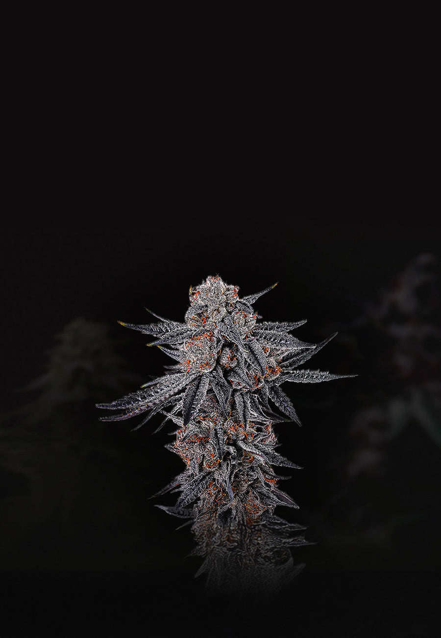 Zur Kategorie alle Cannabis Samen auf house-of-seeds.de