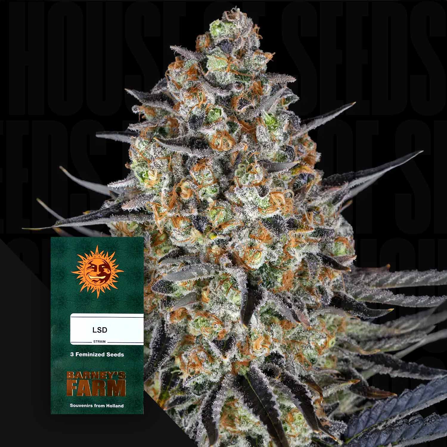 Nahaufnahme einer gefrorenen Cannabisknospe mit einer Barney's Farm LSD-Samenpackung im Vordergrund.