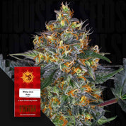 Moby Dick Auto Cannabispflanze von Barney’s Farm mit frostigen Knospen, orangefarbenen Haaren und rotem Samenpäckchen