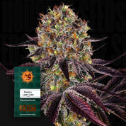 Nahaufnahme einer farbenfrohen Cannabisknospe mit lila Blättern und einem grünen Barney's Farm Runtz x Layer Cake Samenpaket.