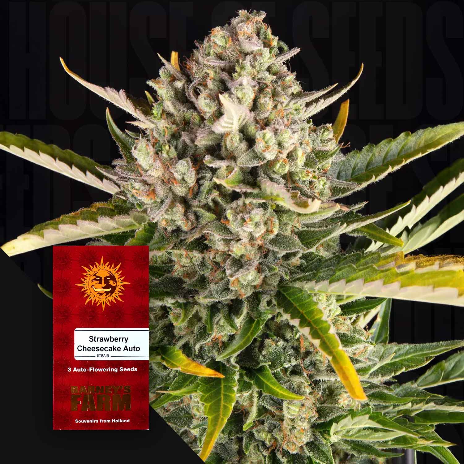 Nahaufnahme einer blühenden Cannabispflanze mit einem Strawberry Cheesecake Auto-Samenpaket von Barney's Farm.