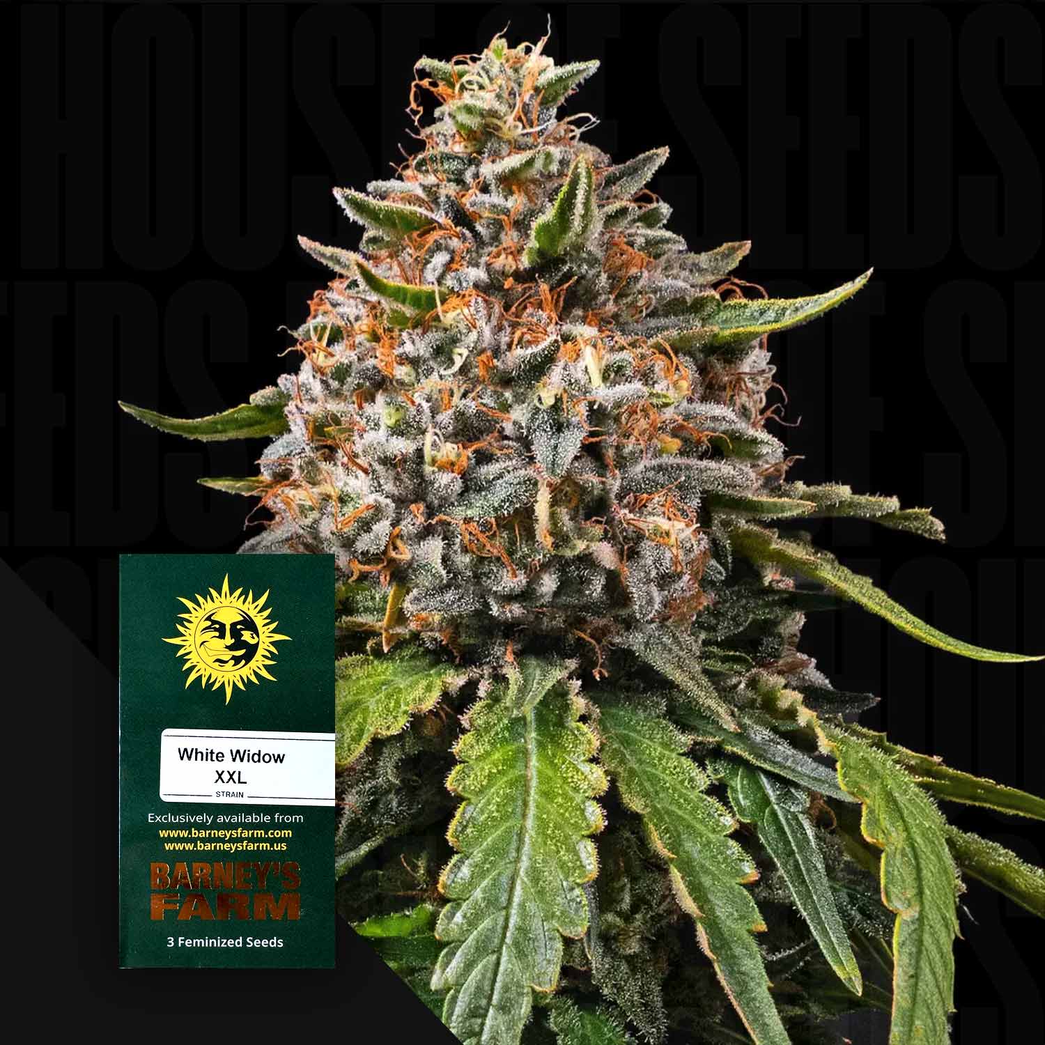 Nahaufnahme einer frostigen White Widow XXL-Knospe mit orangefarbenen Haaren; im Vordergrund ein Samenpaket von Barney's Farm.