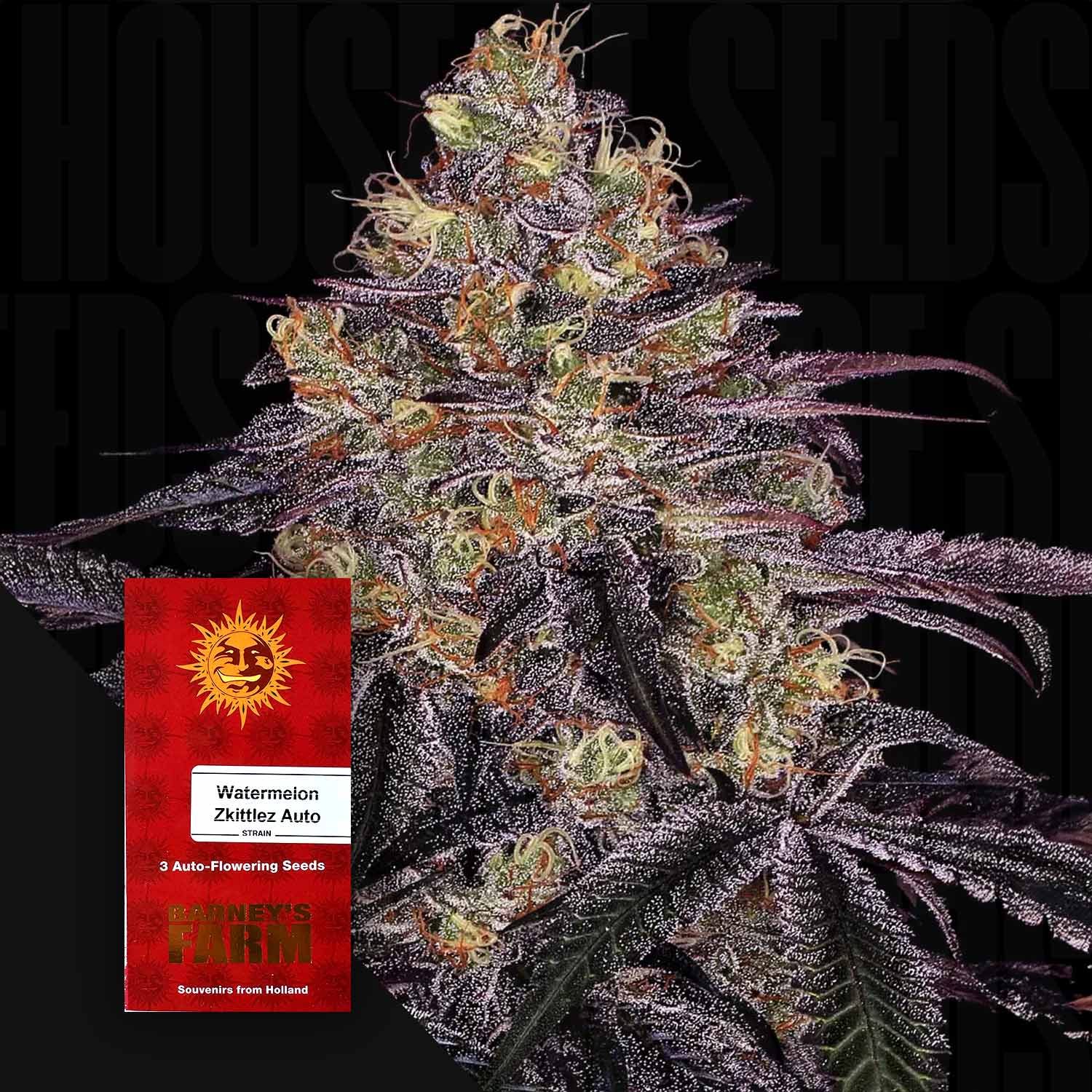 Nahaufnahme einer Cannabispflanze mit dichten Knospen und lila Blättern, unten links rotes Barney’s Farm Watermelon Zkittlez Auto Päckchen