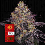 Nahaufnahme einer Cannabispflanze mit dichten Knospen und lila Blättern, unten links rotes Barney’s Farm Watermelon Zkittlez Auto Päckchen