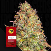 Frosty Zkittlez OG Auto Cannabis Knospe mit roten Blütenstempeln; Barney's Farm Samenpaket im Hintergrund.