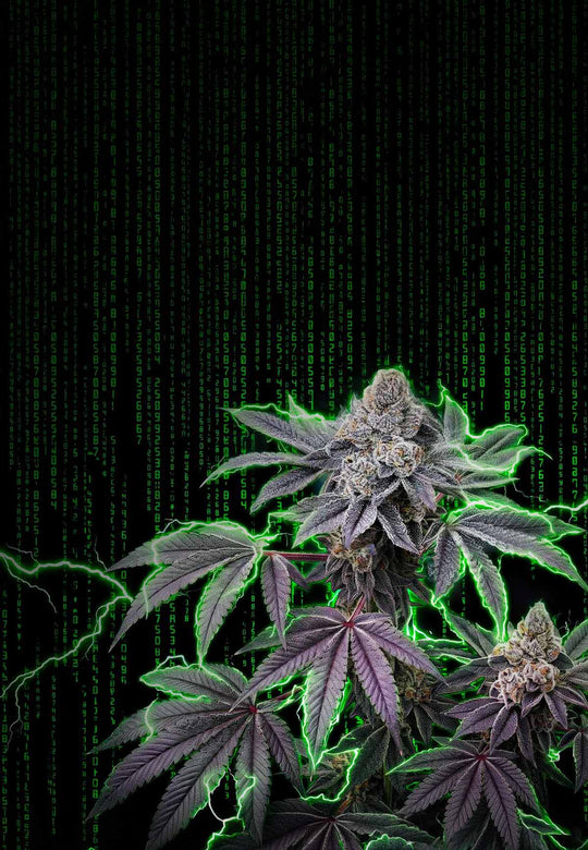 Buy cannabis seeds online | House of Seeds