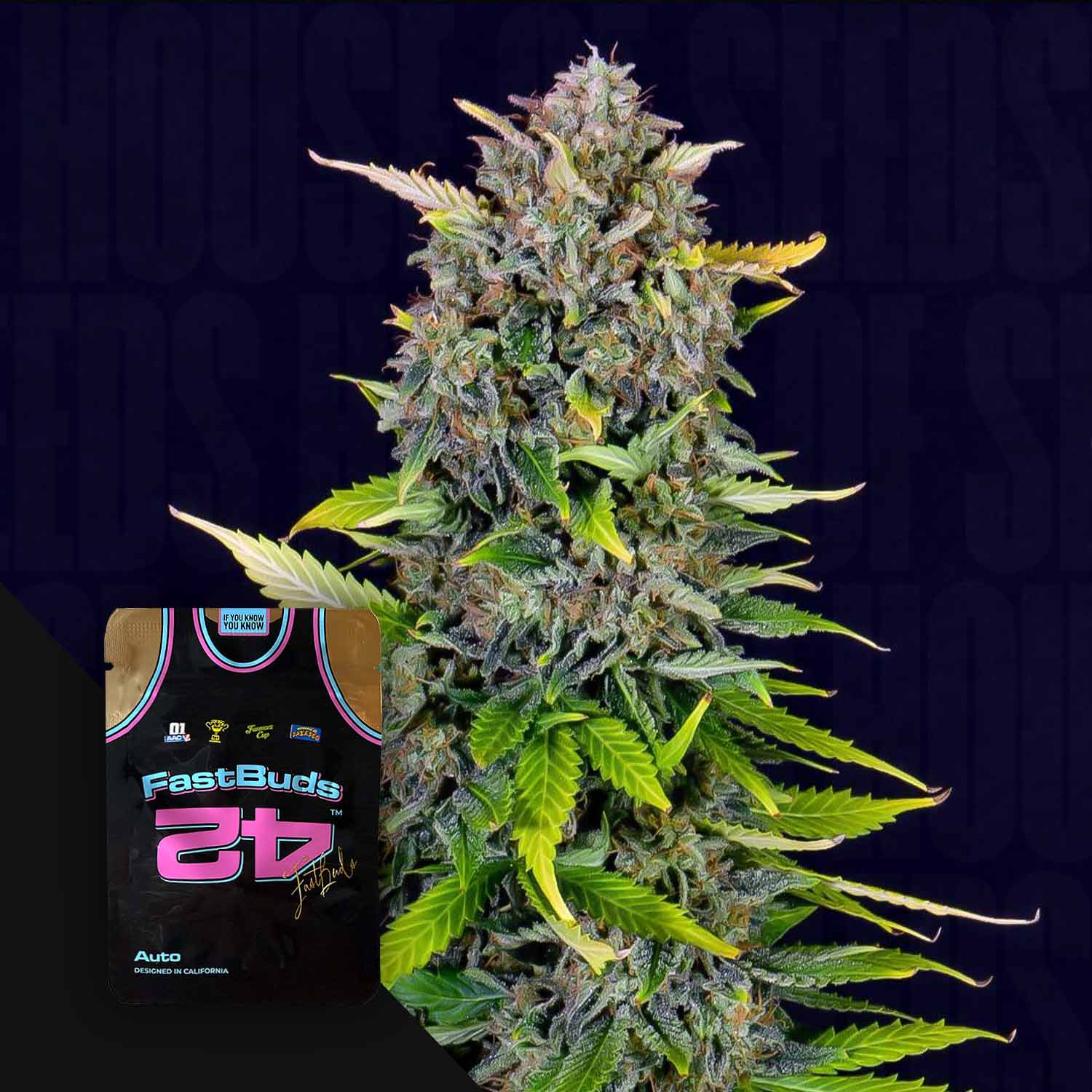 Blue Dream Auto von 420 Fast Buds: dichte grüne und lila Knospen; in der Ecke ist ein 42er Trikot abgebildet.
