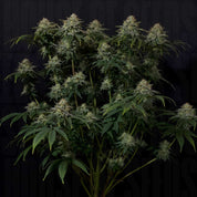 Gorilla Cookies FF von 420 Fast Buds: dichte Knospen und grüne Blätter heben sich von einem dunklen Hintergrund ab.